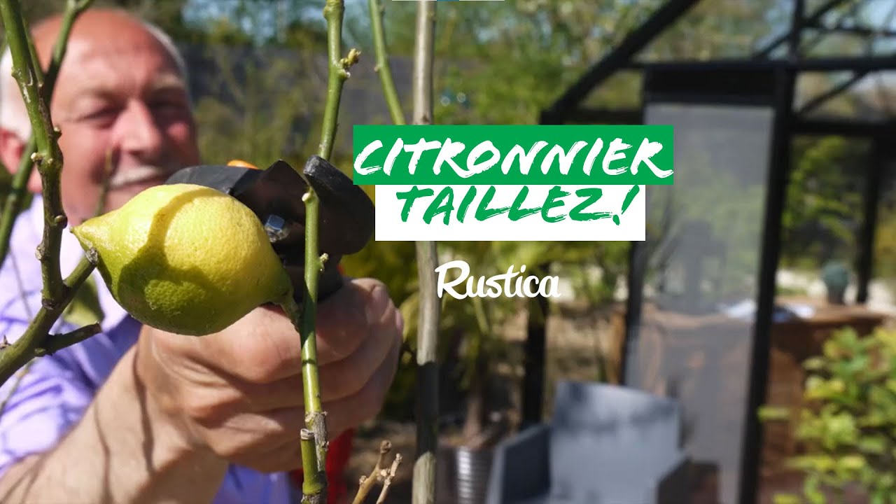 Comment réussir la taille d'un citronnier cultivé en pot