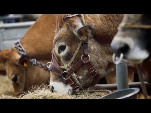 Salon de l’Agriculture : une édition sans vaches, un coup dur pour l’entreprise qui fournit le foin