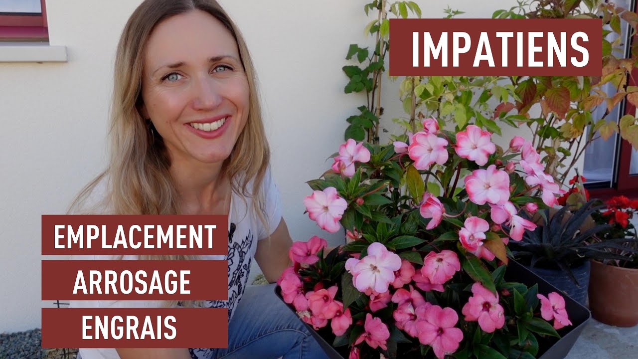 Entretenir l’impatiens en pot : emplacement, arrosage et engrais