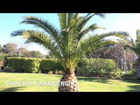 Phoenix canariensis. Garden Center online Costa Brava - Girona.