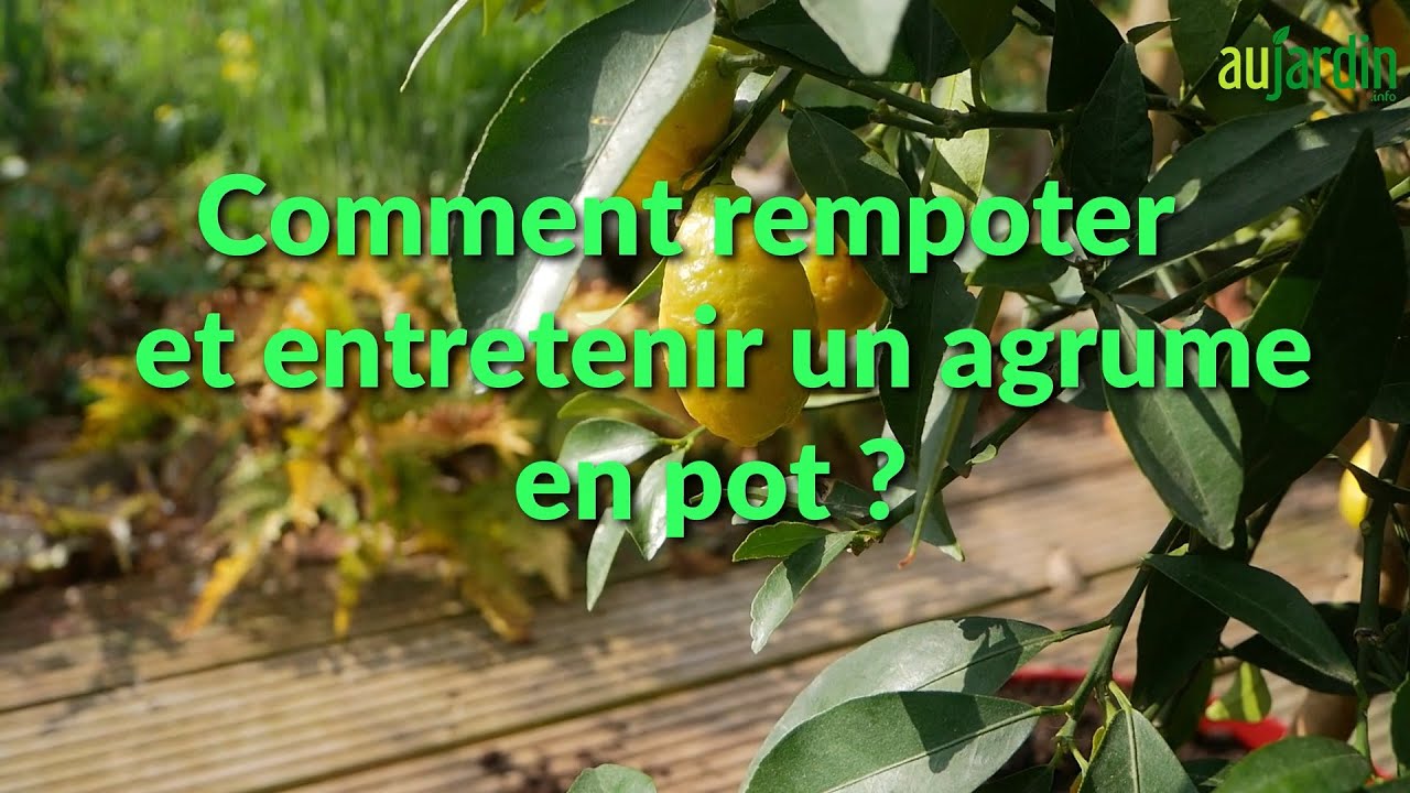 RÉUSSIR la CULTURE de son AGRUME (Citronnier, mandarinier, ...) en pot🍋REMPOTER et ENTRETENIR
