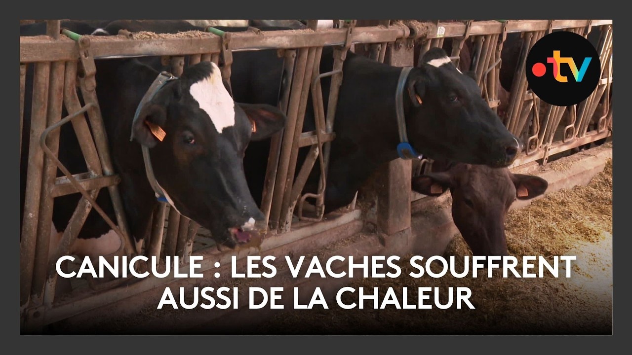 Canicule : les vaches souffrent aussi de la chaleur