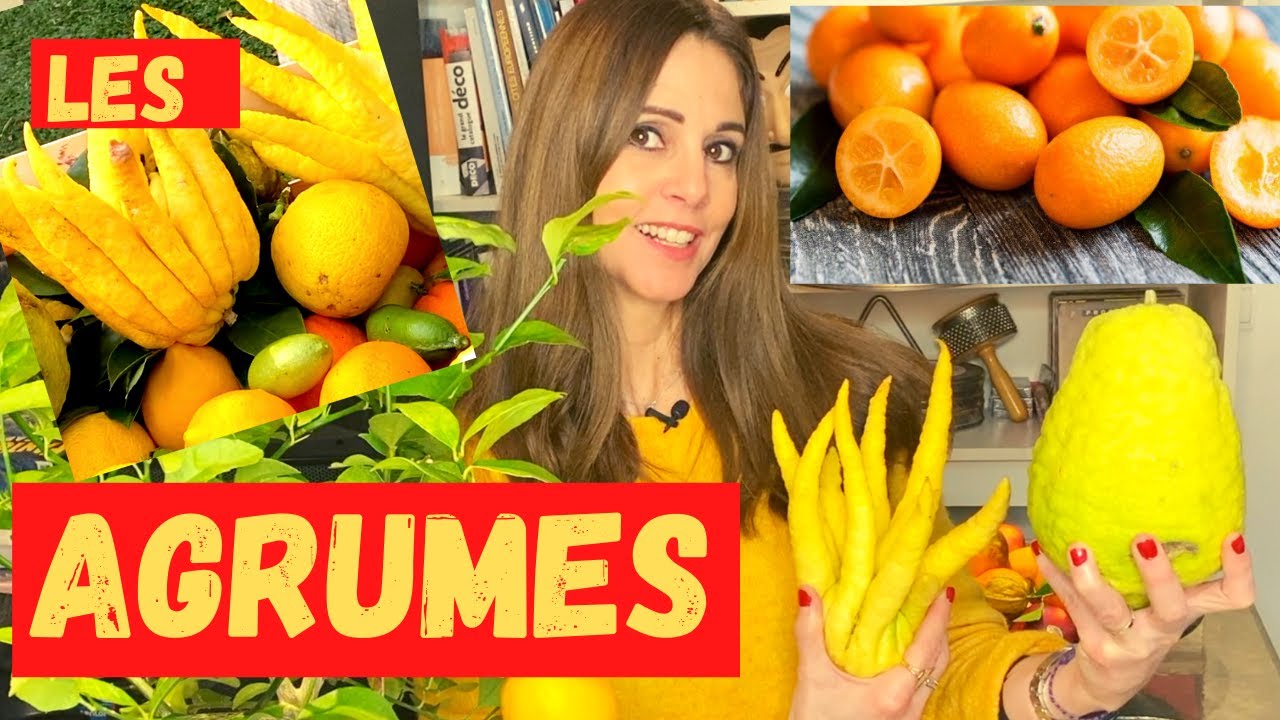 TOUT SAVOIR SUR LES AGRUMES : citron caviar, yuzu, cumbava, cedra maxima, main de bouddha...