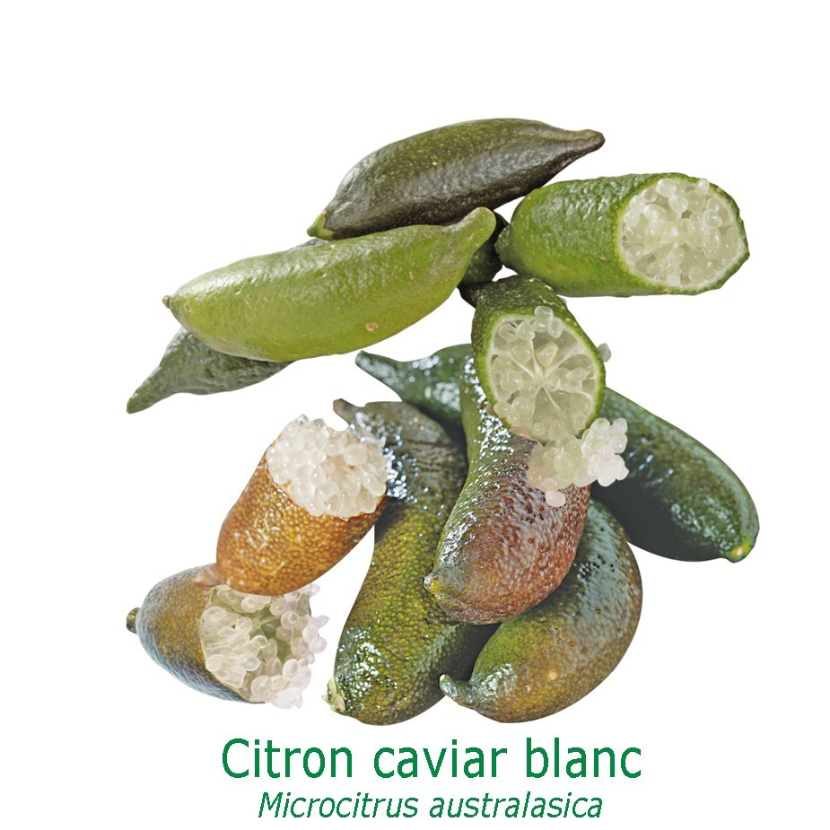 Citron caviar – Bakker.com
