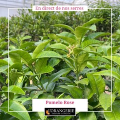 🍋🍋🍋 Cette semaine faites le plein d'agrumes et plantes méditerranéennes, profitez -10% dès 50€ d'achat ⚡⚡⚡ https://www.mon-orangerie.fr/ #agrumes #agrume #pomelo #Agrume #citronniercaviarfautrisme #citronniers #citronnier #yucca #yuccaplant #yucarostrata