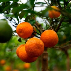 🍋🍋🍋 Découvrez les agrumes greffés sur citrumello ! Résistant au froid, ce porte-greffe accélère la croissance de la variété et améliore sa fructification. 🍋💪 https://www.mon-orangerie.fr/content/32-agrumes-pas-chers#c12