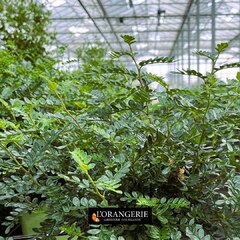 🌿 Nouveauté : Le Poivrier de Sichuan 🌿 Nous sommes ravis de vous annoncer l’arrivée dans notre collection de producteur : le Poivrier de Sichuan, cultivé avec soin en France et certifié bio !https://www.mon-orangerie.fr/plantes-de-producteurs-francais/504-11482-poivrier-de-sichuan-zanthoxylum-beecheyanum.html#BioLocal #PoivrierDeSichuan #SaveursÉpicées #CuisineGourmande #AgricultureBio #MadeInFrance #RecettesGourmandes #poivrierdusichuan