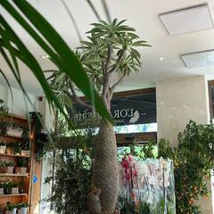 Pachypodium en fleurs 😍 #pachypodium #pachypodiumlamerei #cactus #palmierdemadagascar #shop #shopplants #plants #paysagisteconcepteur #paysagiste #garden #gardeninspiration #gardening #paris 📷 @valerie_grc