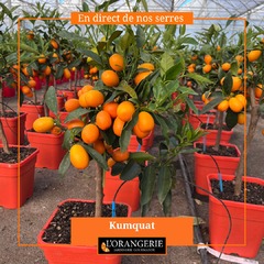 🍋🍋🍋Cette semaine, découvrez nos agrumes en pot de 5 litres à 39,95€ et les agapanthes en boutons. 👉www.mon-orangerie.fr #agrumes #calamondin #citroniercaviar #kumquat #agapanthe