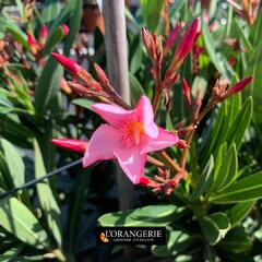 🌸☀🌸 Entre blancs et rouges, en touffe ou sur tronc, découvrez notre collection de lauriers roses, l'emblème méditerranéen 🌸☀🌸 https://www.mon-orangerie.fr/plantes-fleuries/361-11470-nerium-oleander-laurier-rose-.html #Laurier #laurierrose #fleurs #mediterranean