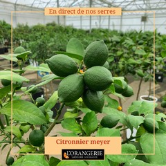 🍋🍋Donnez un côté méditerranéen et gourmand à votre jardin ou votre terrasse cet été ! ⚡⚡ Bénéficiez en plus de nos promotions jusqu'à -70% pendant les soldes. 👉👉👉www.mon-orangerie.fr #Meyer #citronniers #citronniermeyer #limerouge #cycas #cycasrevoluta #citronniercaviar #citronniercaviarfautrisme #citronnier4saisons