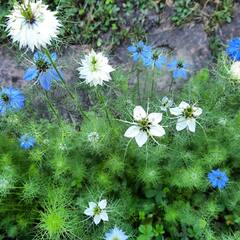 Graines de @fermedesaintemarthe en fleurs . . #garden #gardening #flowers #seeds #lorangerie