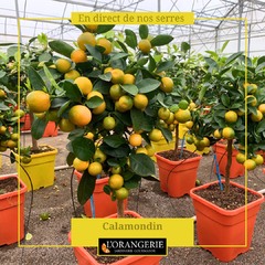 🍋🍋 Les agrumes en pot de 5 litres et 9 litres sont à l'honneur cette semaine à l'Orangerie 🍋🍋 👉 www.mon-orangerie.fr #agrumes #agrumesbio #calamondin #limedoucederome #citroniercaviar