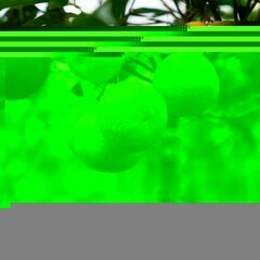 🍋🍋🍋 Découvrez les agrumes greffés sur citrumello ! Résistant au froid, ce porte-greffe accélère la croissance de la variété et améliore sa fructification. 🍋💪
https://www.mon-orangerie.fr/content/32-agrumes-pas-chers#c12