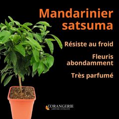 🍊✨ Le Retour du Mandarinier Satsuma ! ✨🍊 Nous avons le plaisir de vous annoncer que le mandarinier Satsuma est de nouveau disponible en pot de 5 litres. https://www.mon-orangerie.fr/mandarinier-et-clementinier/25-8222-mandarinier-satsuma-1.html#/184-tailles-pot_carre_de_5_litres_hauteur_40_60_cm_greffe_sur_volkameriana#mandarinier #satsuma #mandariniersatsuma #agrumes #jardinage