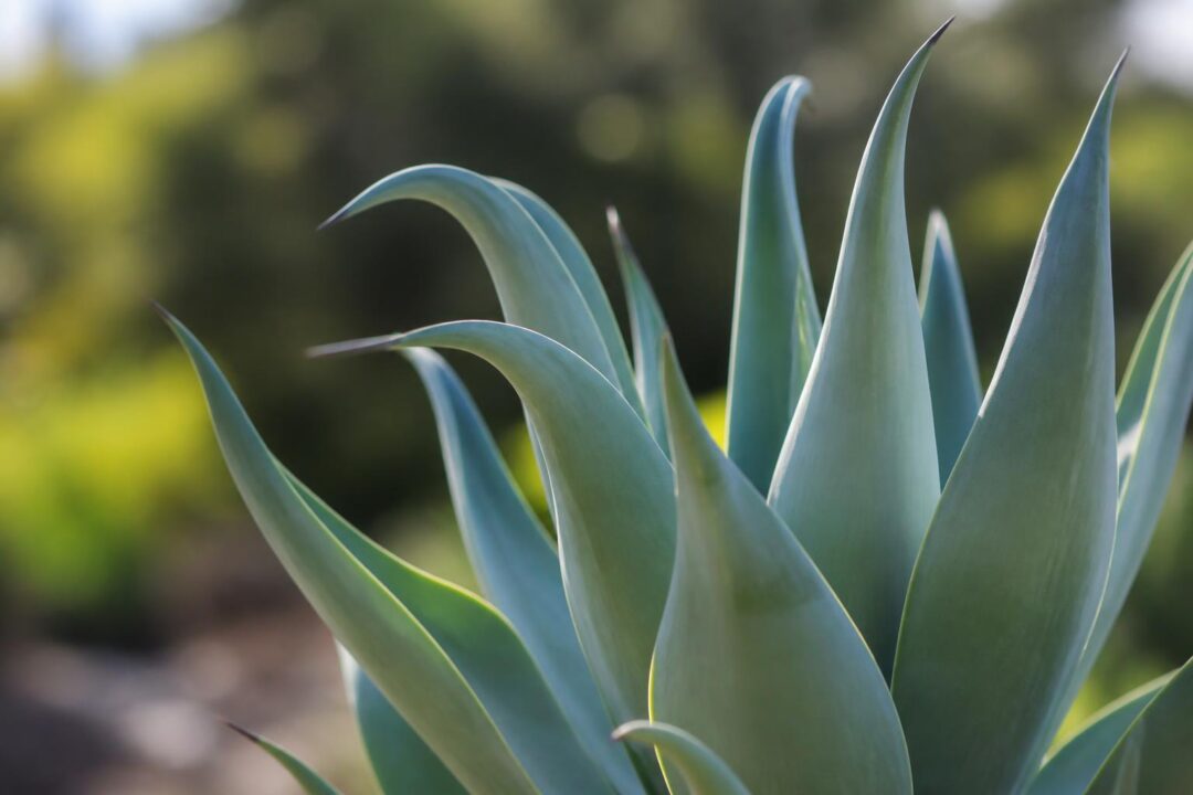explorez la beauté unique de l'agave « coup de cygne », une variété fascinante alliant élégance et originalité pour sublimer votre jardin.