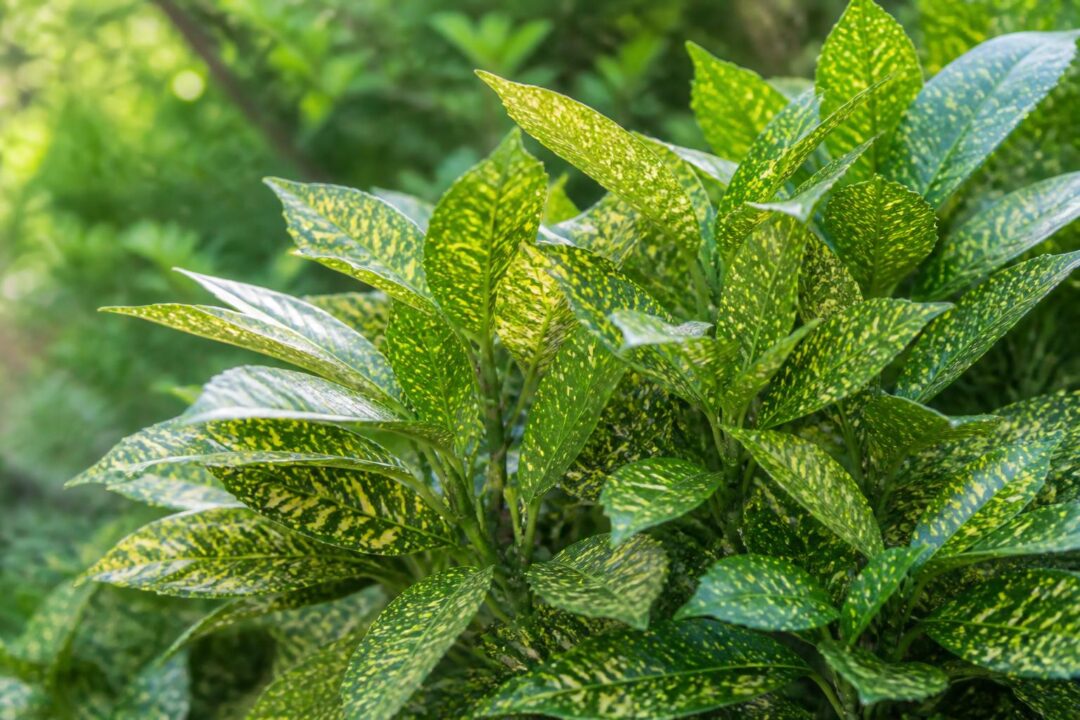 explorez l'aucuba du japon, une plante ornementale au feuillage dense et brillant, idéale pour apporter une touche de verdure élégante à votre jardin.