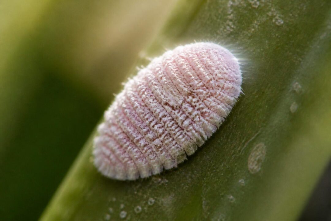 découvrez la cochenille, un insecte discret doté de pouvoirs insoupçonnés, entre mystère et utilités surprenantes dans la nature et au-delà.