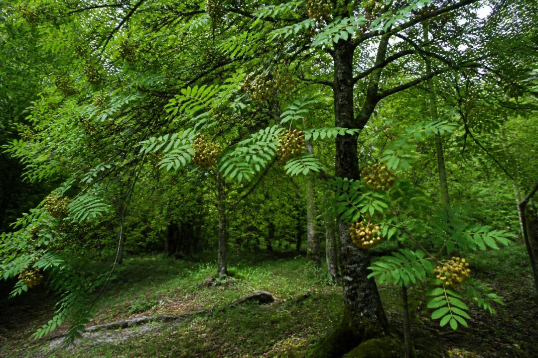 découvrez le cormier, un trésor méconnu du sorbier domestique, et explorez ses mystères, ses bienfaits et son rôle unique dans la nature.
