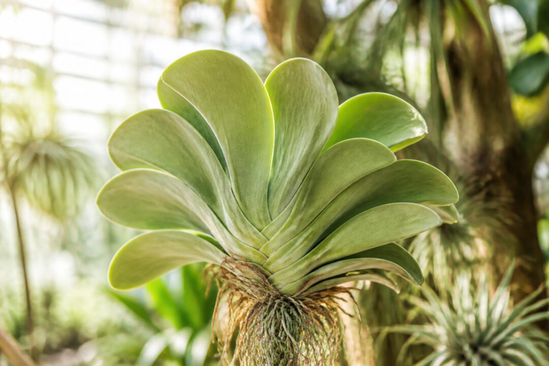 découvrez le tillandsia raquette, une plante aérienne fascinante à la forme unique, idéale pour apporter une touche naturelle et originale à votre intérieur.