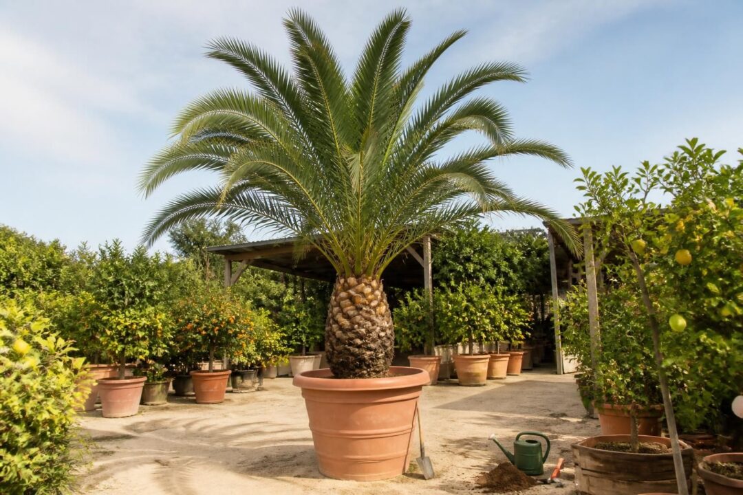 découvrez nos conseils experts pour acheter un palmier dattier des canaries (phoenix canariensis) auprès d'une pépinière spécialisée en agrumes. guide d'achat, entretien et plantations.