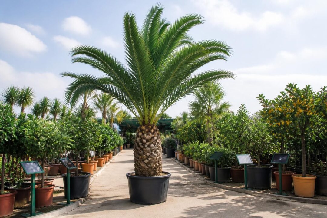 découvrez comment acheter un palmier canarie phoenix canariensis en pépinière spécialisée en agrumes. suivez nos conseils et recommandations pour choisir et entretenir ce magnifique palmier.
