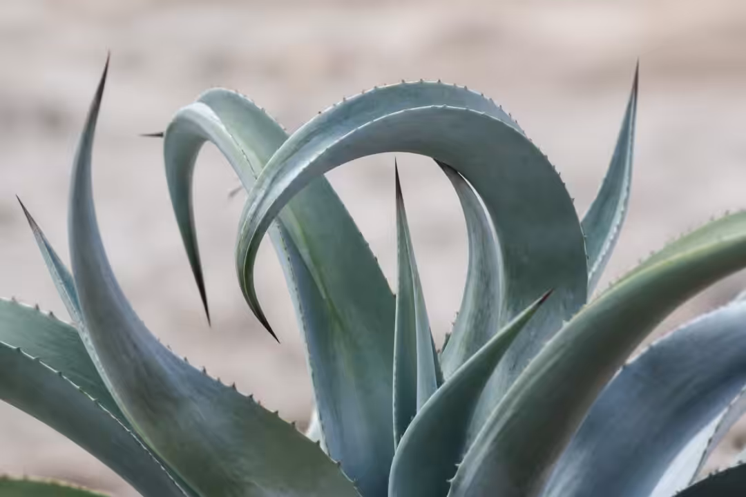 découvrez la beauté unique de l'agave « coup de cygne », une variété fascinante alliant élégance et charme naturel pour sublimer votre jardin.