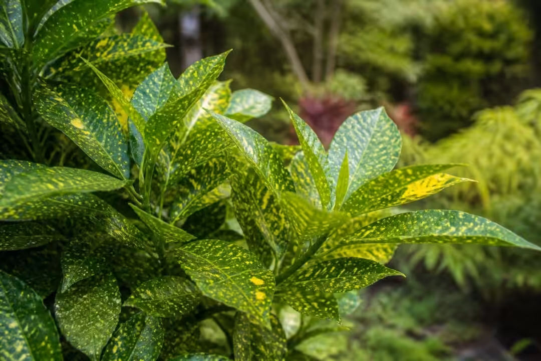 explorez l'aucuba du japon, une plante ornementale au feuillage décoratif et verdoyant, idéale pour embellir vos jardins et balcons toute l'année.