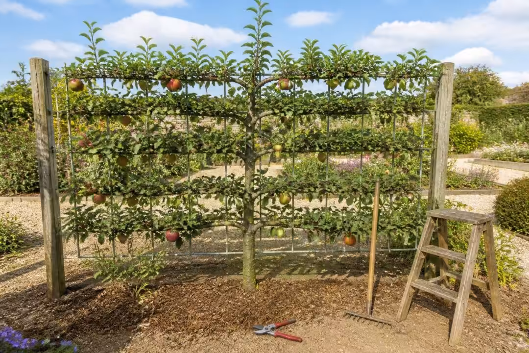 découvrez comment former un pommier en espalier avec des méthodes simples et des conseils pratiques pour optimiser l'espace et favoriser une belle croissance.