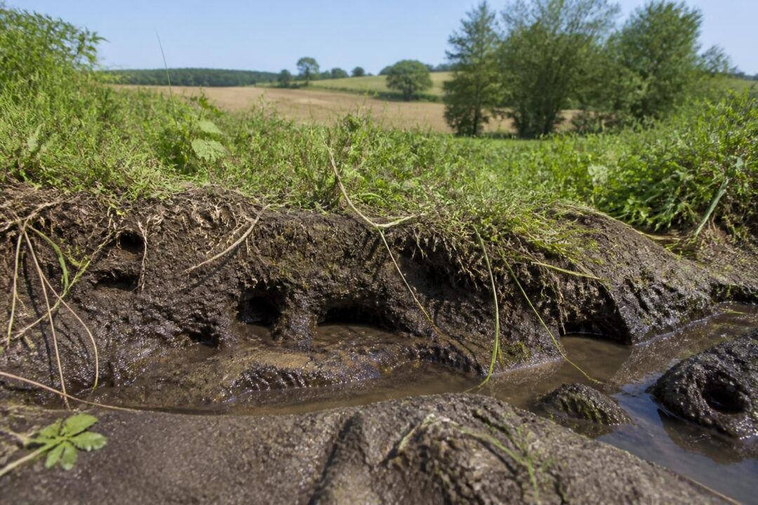 découvrez comment identifier, prévenir et traiter l'inondation causée par les galeries de campagnols pour protéger efficacement vos terres et jardins.