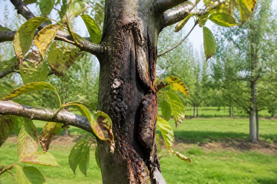 apprenez à identifier le chancre des arbres fruitiers, comprendre ses symptômes et adopter des méthodes efficaces de prévention pour protéger votre verger.