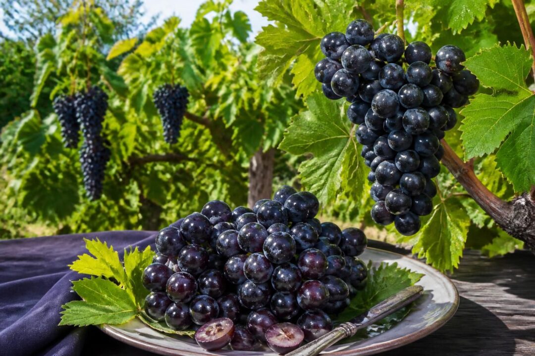 découvrez tout sur le raisin noir muscat de hambourg, de sa culture au jardin jusqu'à ses utilisations gourmandes dans votre assiette.