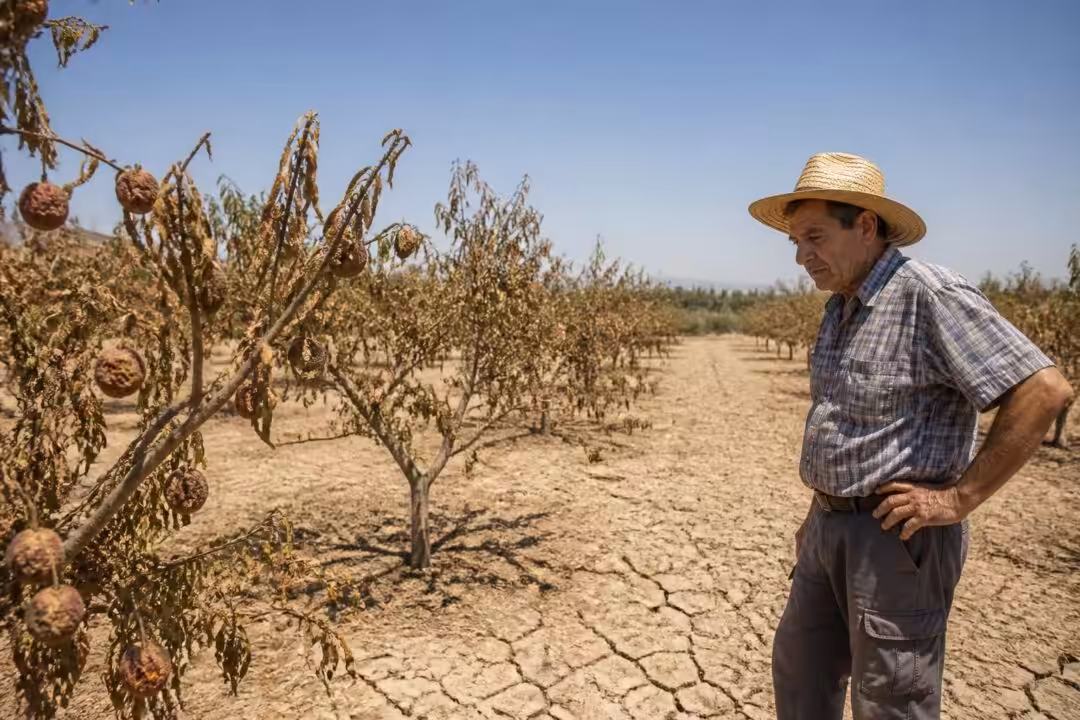 découvrez comment la canicule intense perturbe sévèrement la production fruitière et impacte durablement l'agriculture, avec des conséquences au-delà des vergers.