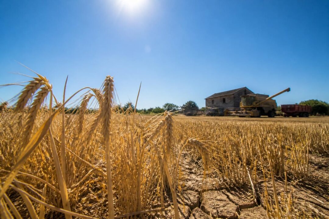 cette année, la récolte de blé en france connaît une baisse de 4 % en raison des épisodes caniculaires qui affectent l'agriculture nationale.