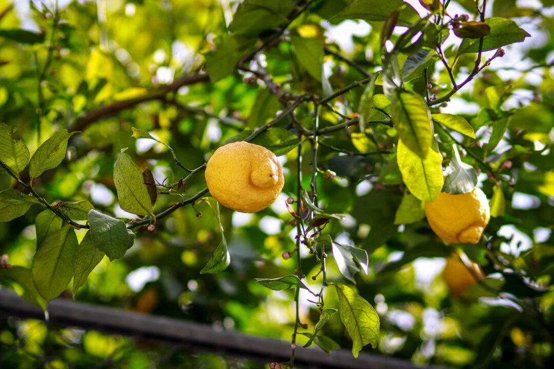 Acheter un citeonnier citronnier 4 saisons : guide complet de la pépinière spécialisée en agrumes