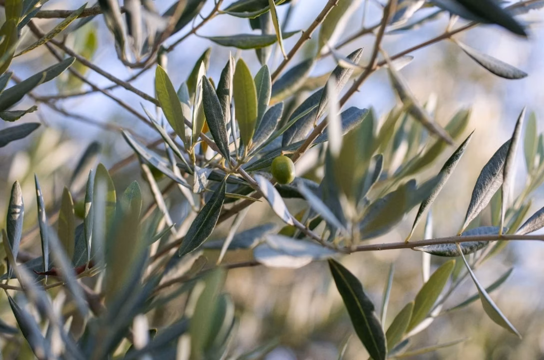Agrumes de méditerranée : notre sélection d&rsquo;agrumes bio pour une saveur authentique