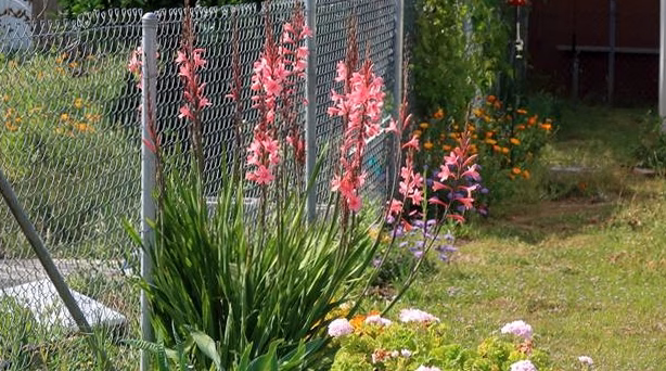 Pourquoi on se trompe tous en choisissant le portillon de jardin uniquement par la couleur du battant