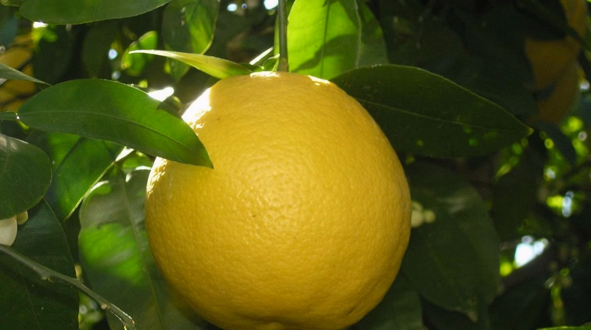 Achat citronnier grande taille bio cultivé en france livré en 48h : profitez d&rsquo;agrumes de qualité