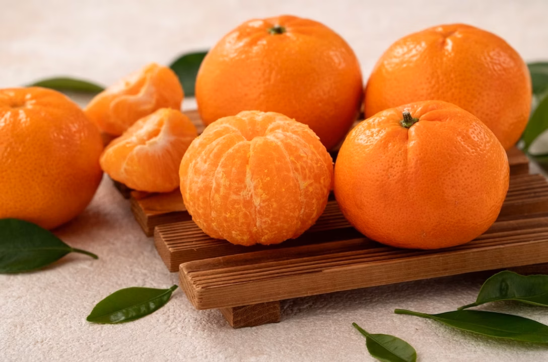 Citrus chinotto mandarinier chinois : guide complet pour l&rsquo;achat, la culture et l&rsquo;entretien en pot