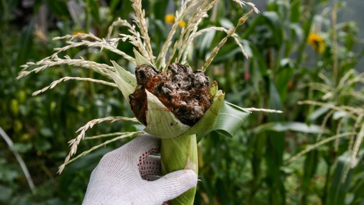 Engrais naturel pour agrumes 500 bio : choisir la bonne variété et réussir la culture en pot
