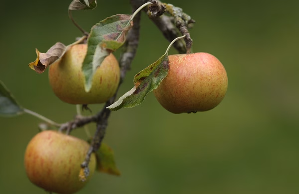 Indices de maturité et conseils pour une cueillette de pomme réussie
