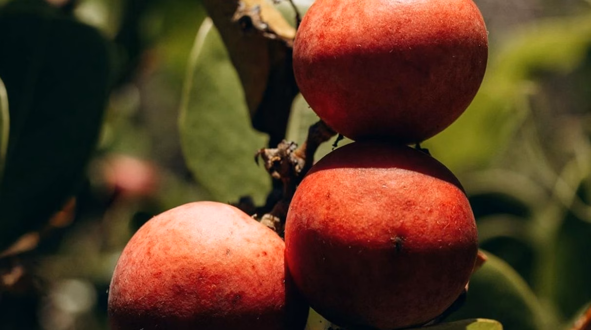 Période de récolte des pommes : conseils pour bien choisir le moment idéal