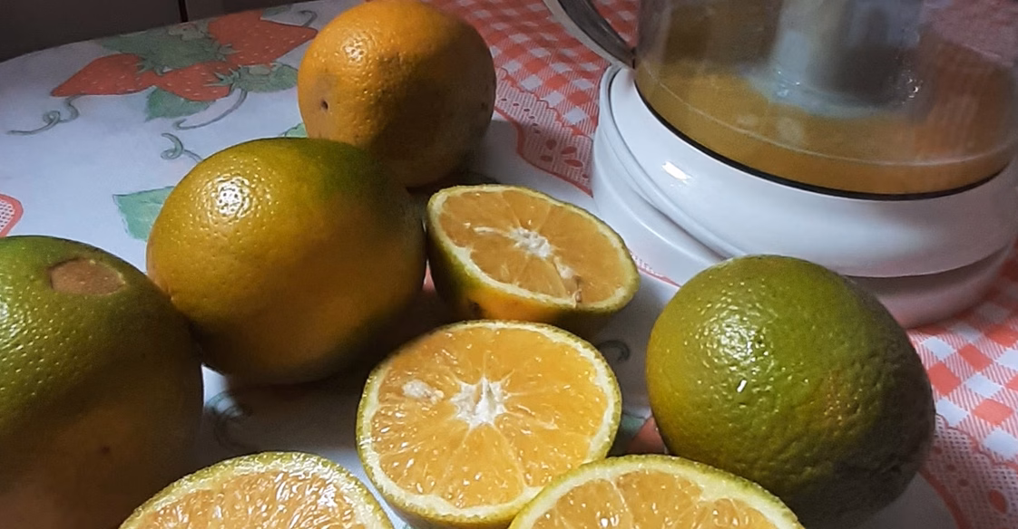 Illustration pour Variétés de citron calamondin et reconnaissance de l'oranger d'appartement