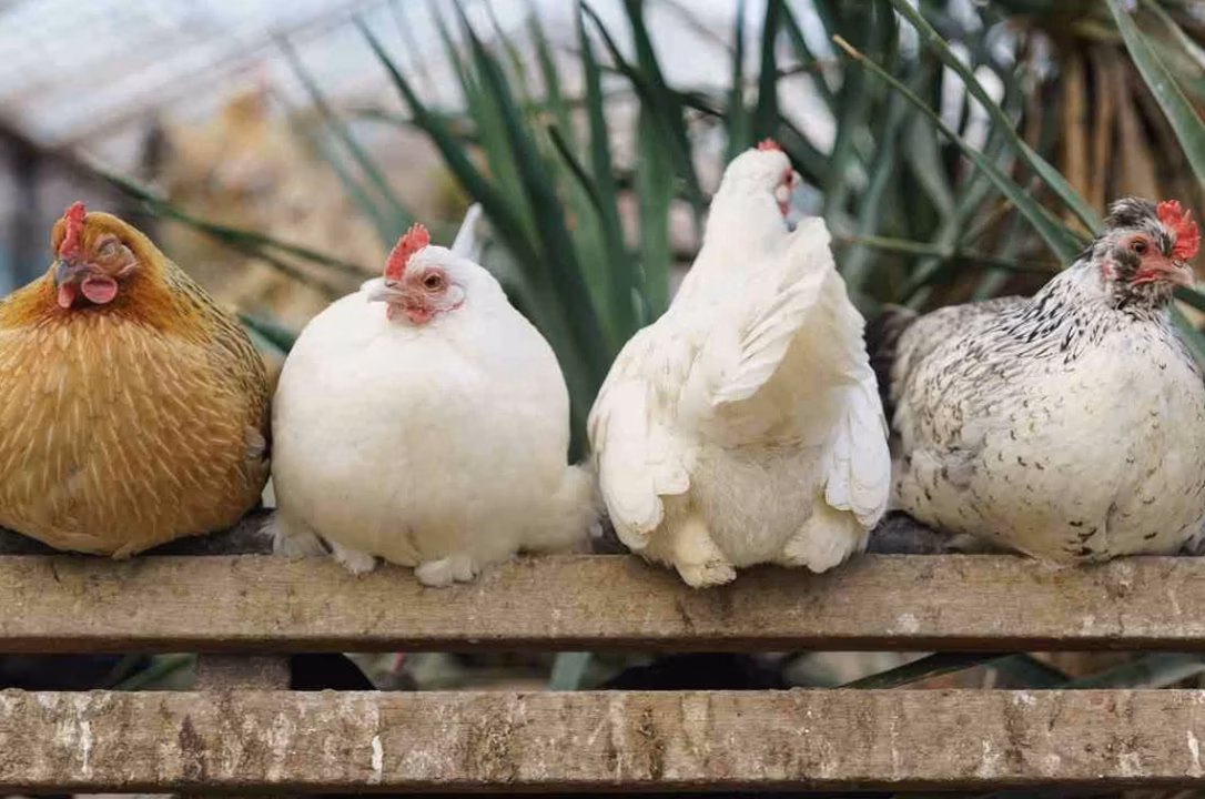 Sac de blé 100 kg pour poules : où le trouver en vrac et à quel prix