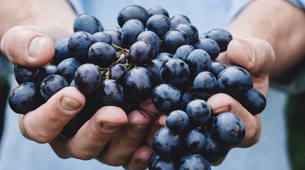 Taille vigne juin : étapes clés pour une taille réussie