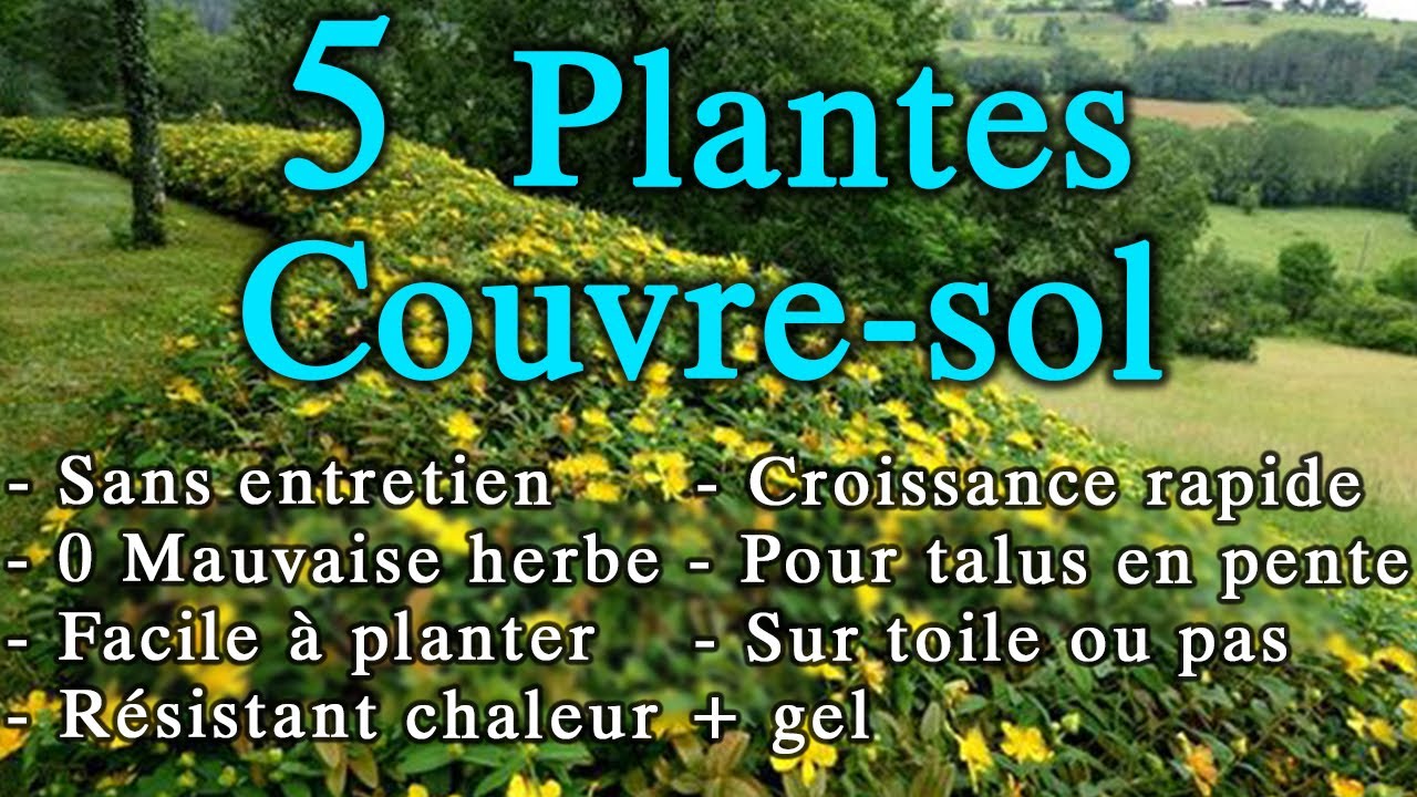 5 Plantes Couvre-sol pour un jardin SANS Entretien !! (plantes pour talus en pente...)