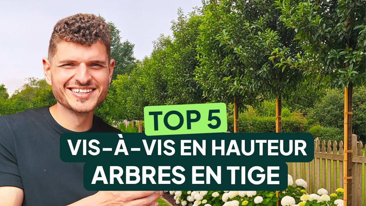 Cacher un VIS-À-VIS en HAUTEUR : TOP 5 ARBRES EN TIGES 🌿 (persistants & efficaces)