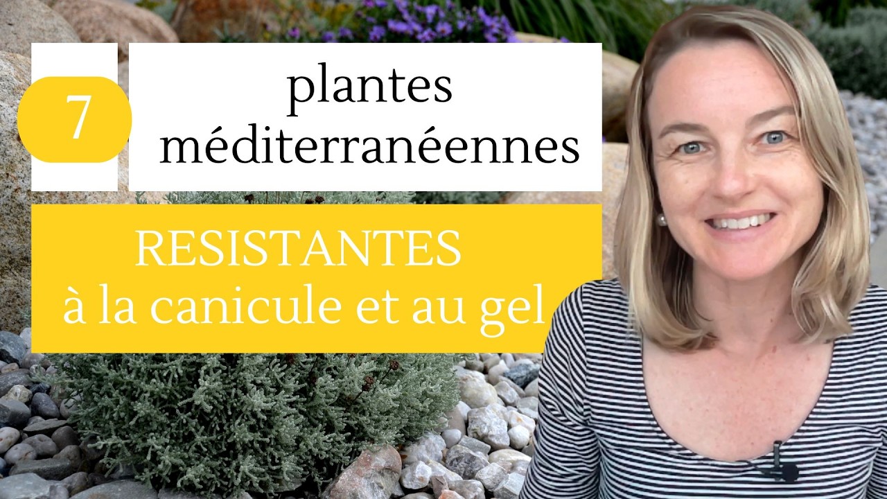 7 plantes méditerranéennes qui ne craignent ni la canicule ni le gel !