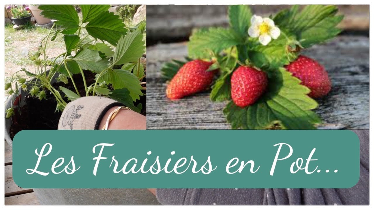 Comment Planter les Fraisiers en Pot | JARDIN POTAGER POUR LES DÉBUTANTS