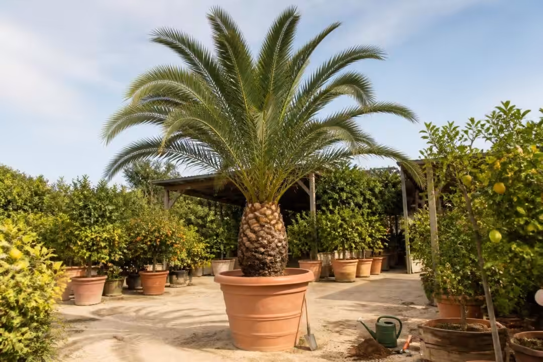 découvrez nos conseils experts pour acheter un palmier dattier des canaries (phoenix canariensis) auprès d'une pépinière spécialisée en agrumes. guide d'achat, entretien et plantations.
